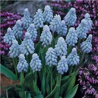 Muscari Valerie Finnis