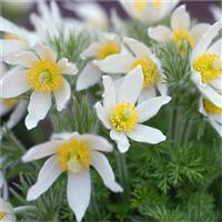 Pulsatilla vulgaris Alba - White Swan Pasque Flower