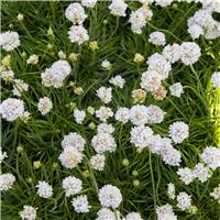 Armeria maritima alba - White Sea Thrift Plants