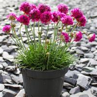 Armeria maritima Splendens Sea Pink - In Bud & Bloom