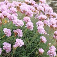 Armeria maritima 'Armada Pink' - In Bud & Bloom