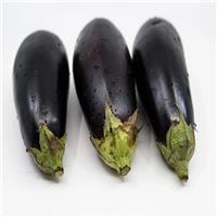 Aubergine Plant 'Black Beauty'
