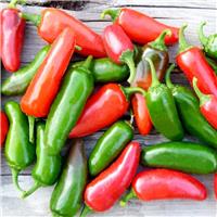 Chilli Pepper - Jalapeno
