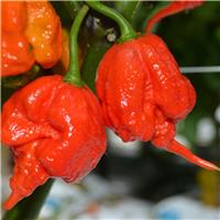 Chilli Pepper - Armageddon