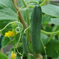 Cucumber Plant 'Passandra'