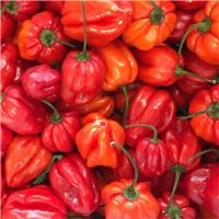 Chilli Pepper Plant - Scotch Bonnet