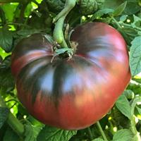 Tomato Plant 'Cherokee Purple'