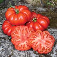 Tomato Plant Costoluto Fiorentino