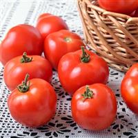Tomato Plant Marglobe