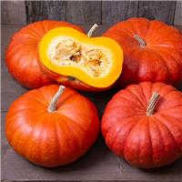 Pumpkin Plant Rouge vif d'etampes - Cinderella Pumpkin