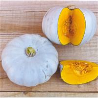 Pumpkin Plant Crown Prince - Blue Winter Squash