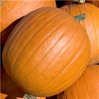 Pumpkin Plant Tom Fox - Halloween Pumpkin