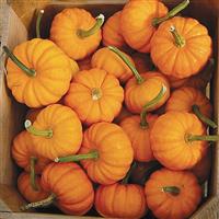 Pumpkin Plant Jack be Little
