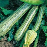 Courgette Plant - Striato d'italia