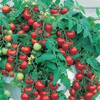 Tomato Plant 'Totem'