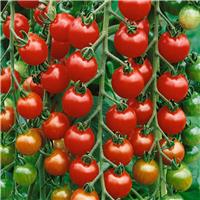 Tomato Plant 'Gardeners Delight'