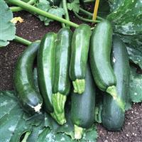 Courgette 'Ambassador'