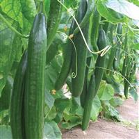 Cucumber 'F1 Saturn'