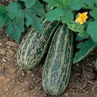 Marrow Tiger Cross