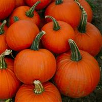 Pumpkin Plant Mars