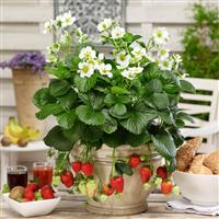 Strawberry 'Montana'