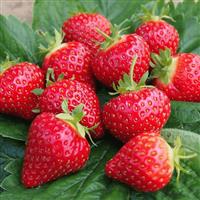 Strawberry 'Roman'