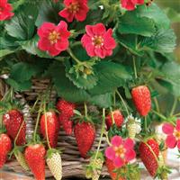 Strawberry 'Ruby Ann'