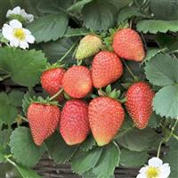 Strawberry 'Loran'