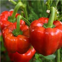 Sweet Pepper California Wonder