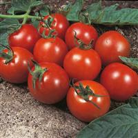 Tomato Plant 'Alicante'
