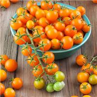 Tomato Plant 'Sungold'