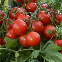 Tomato Plant 'Tumbler'