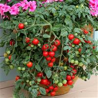 Tomato Plant 'Tumbling Tom'