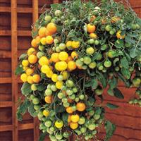 Tomato Plant 'Tumbling Tom Yellow'