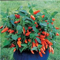 Sweet Pepper 'Tangerine Dream'