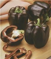 Sweet Pepper 'Sweetonia Chocolate'