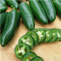 Chilli Pepper Plant 'Mammoth Jalapeno'