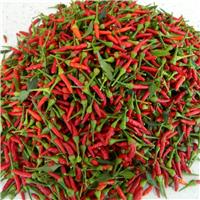 Chilli Pepper Plant 'Bird Eye Demon'