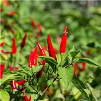Chilli Pepper Plant 'Bird Eye Italico'