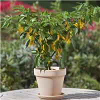 Chilli Pepper Plant 'Lemon Drop'