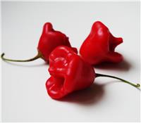 Chilli Pepper Plant 'Bishop's Crown'