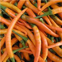 Chilli Pepper Plant 'Kilian'