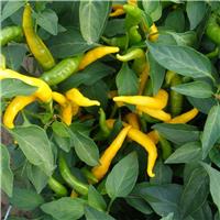 Chilli Pepper Plant 'Kristian'
