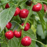Chilli Pepper Plant 'Large Red Cherry Hot'
