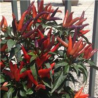 Chilli Pepper Plant 'Lingua di Fuoco' (Dwarf)