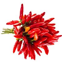 Chilli Pepper Plant 'Piccante a Mazzetti' (Dwarf)