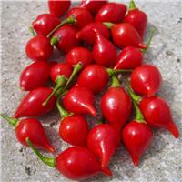 Chilli Pepper Plant 'Biquinho Red'