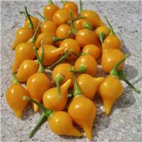 Chilli Pepper Plant 'Biquinho Yellow'