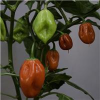 Chilli Pepper Plant 'Habanero Red'