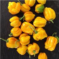 Chilli Pepper Plant 'Habanero Yellow'